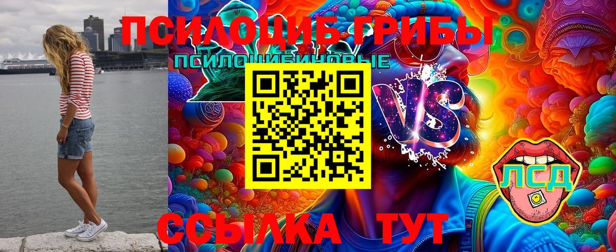 Псилоцибиновые грибы MAGIC MUSHROOMS  Галлюциногенные грибы Psilocybine cubensis  Видное  цена   Вход с VPN 